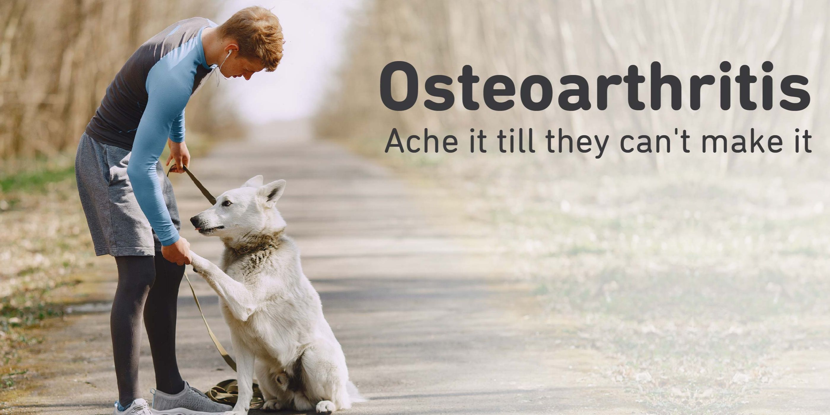 Canine Osteoarthritis - Ache it until they can't make it